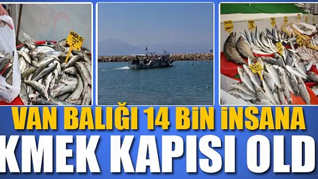 Van balığı 14 bin insana ekmek kapısı oldu