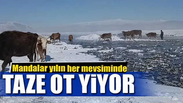 Mandalar yılın her mevsiminde taze ot yiyor