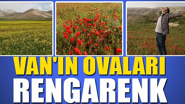 Van'ın ovaları rengarenk