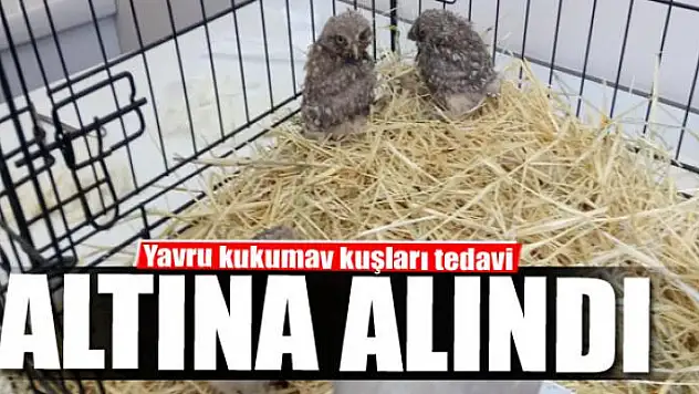 Yavru kukumav kuşlarına özel tedavi