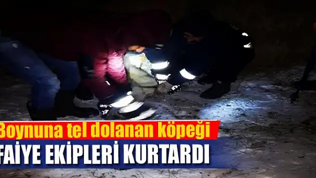 Boynuna tel dolanan köpeği itfaiye ekipleri kurtardı
