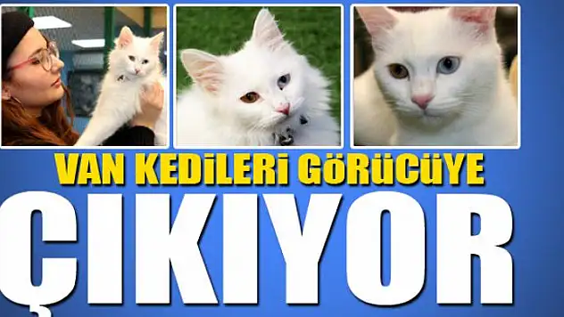 Van kedileri görücüye çıkıyor 