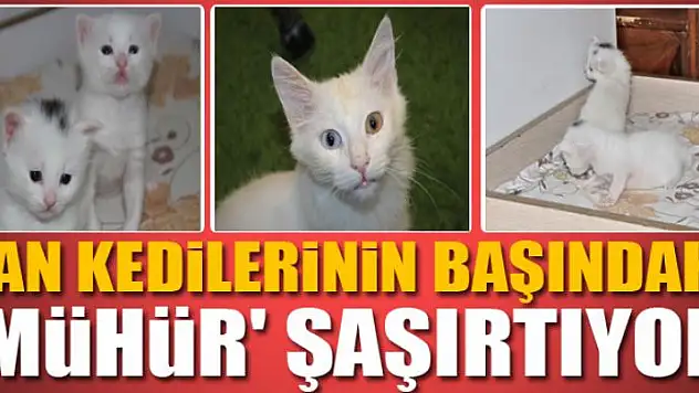 Van kedilerinin başındaki 'mühür' şaşırtıyor