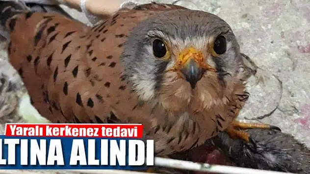 Yaralı kerkenez tedavi altına alındı 