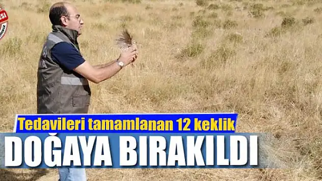Tedavileri tamamlanan 12 keklik doğaya bırakıldı