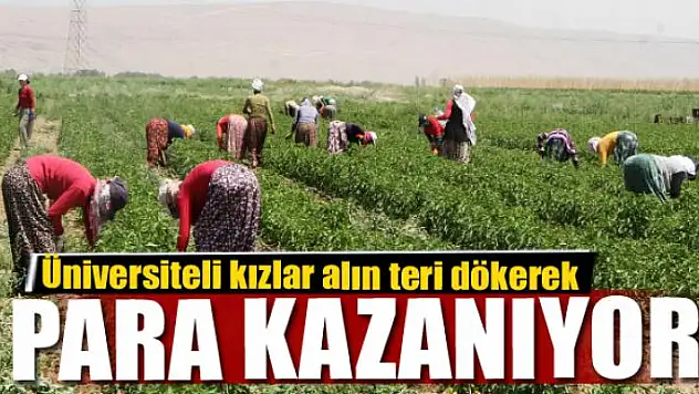 Üniversiteli kızlar alın teri dökerek para kazanıyor