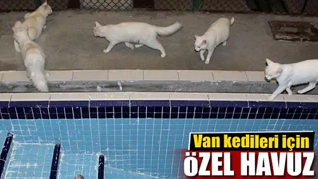 Van kedileri için özel havuz