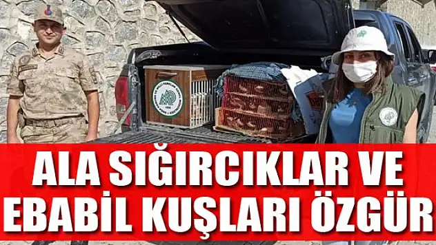 Ala sığırcıklar ve ebabil kuşları özgür