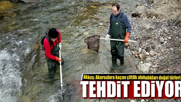 Akkuş 'Akarsulara kaçan çiftlik alabalıkları doğal türleri tehdit ediyor' 