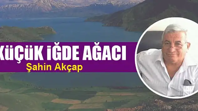Küçük iğde ağacı