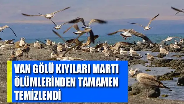 Van Gölü kıyıları martı ölümlerinden tamamen temizlendi