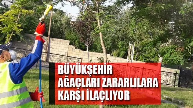 Büyükşehir ağaçları zararlılara karşı ilaçlıyor