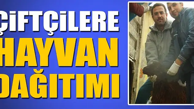 Genç çiftçilere hayvan dağıtımı