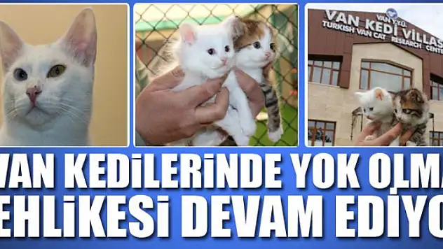 Van kedilerinde yok olma tehlikesi devam ediyor