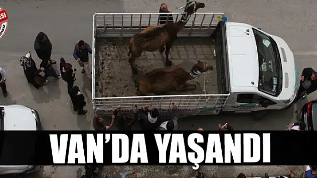 Van'da yaşandı