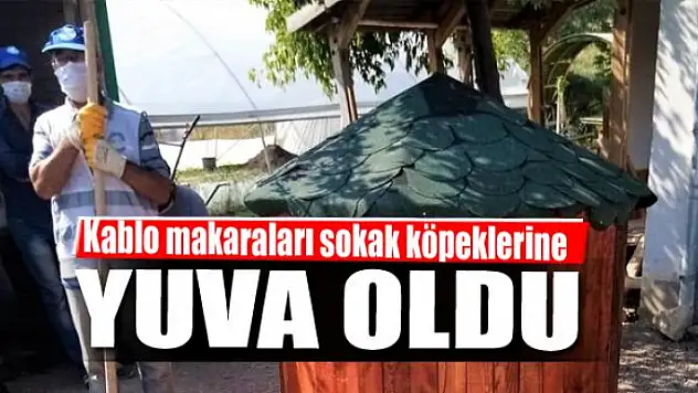 Kablo makaraları sokak köpeklerine yuva oldu