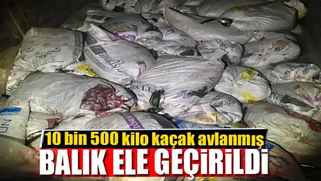 Van'da kaçak avlanmış balık ele geçirildi 