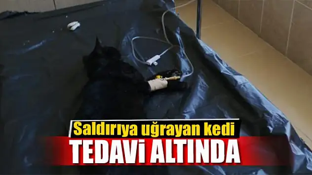Saldırıya uğrayan kedi tedavi altında