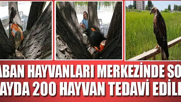 Yaban hayvanları merkezinde son 6 ayda 200 hayvan tedavi edildi