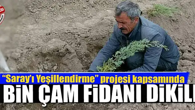 3 bin çam fidanı dikildi