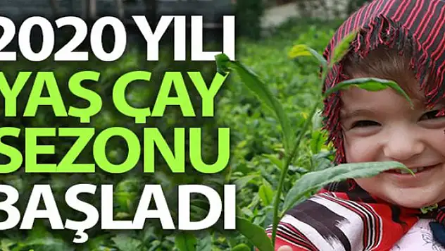 2020 yılı yaş çay sezonu başladı