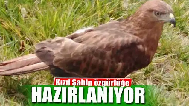 Kızıl Şahin özgürlüğe hazırlanıyor 