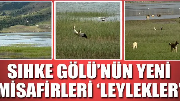 Sıhke Gölü'nün yeni misafirleri 'leylekler'