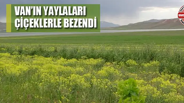 Van'ın yaylaları çiçeklerle bezendi
