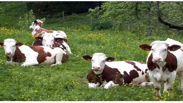 GEVAŞ'TA İTHAL HAYVAN ALIMI