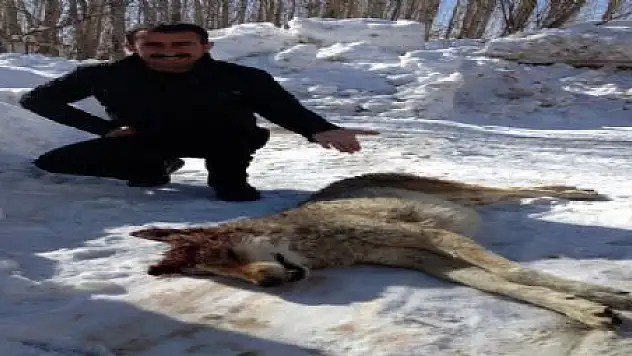 BAŞKALE'DE KURT NÖBETİ