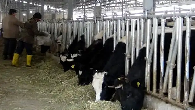 SÜT SIĞIRCILIĞI TESİSİ BATMANIN EŞİĞİNDE