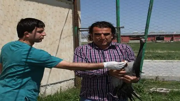 TELLİ TURNANIN NESLİ TEHLİKE ALTINDA