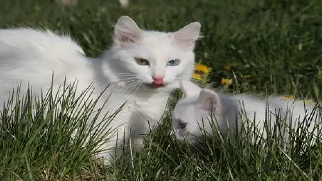 KEDİLERİN BAHAR MUTLULUĞU