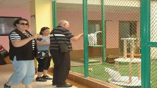 VAN KEDİ EVİNE ZİYARETÇİ AKINI