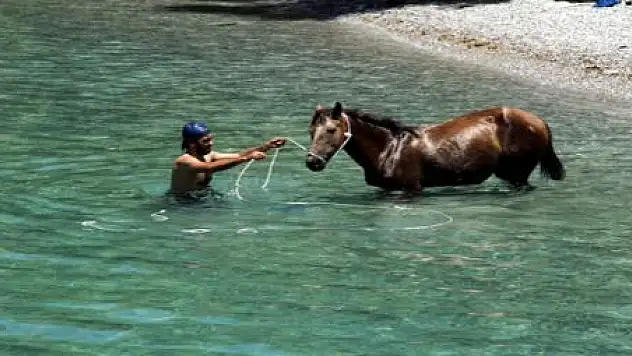 ATLAR VAN GÖLÜ'NDE SERİNLİYOR