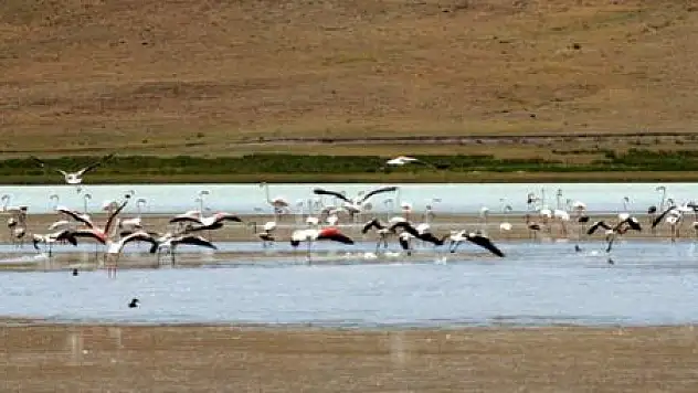 FİLAMİNGOLAR VAN'A GELDİ