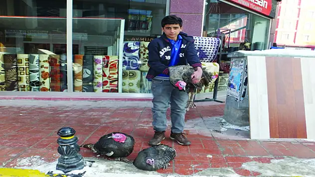 Yılbaşı Hindileri Hazır