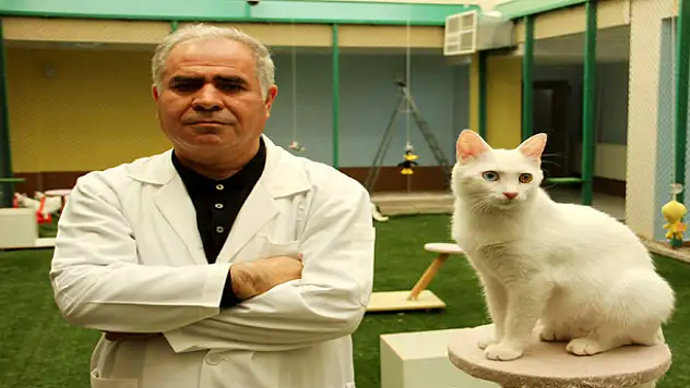 VAN KEDİLERİNDE ÇİFTLEŞTİRME DÖNEMİ 