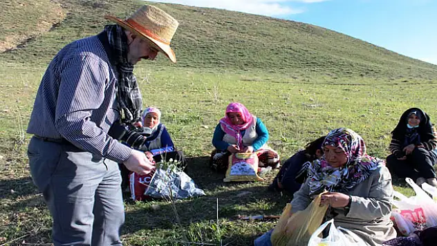 PANCAR ZEHİRLENMELERİNE DİKKAT