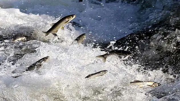 Van Balığı Yemek Artık Serbest