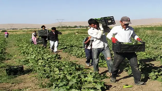 Buda Üniversiteli Çiftçi 