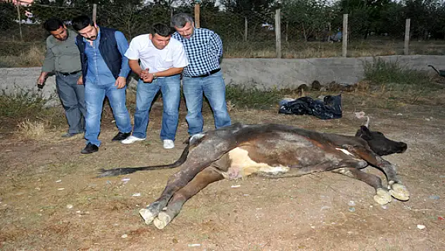 Tuşba İlçesi'nde Kuduz Şüphesi