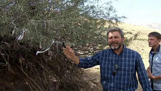 Mezarlıktaki Ağaçlar Dilek Ağacına Dönüştürüldü