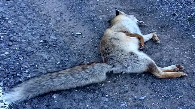 Aracın Çarptığı Tilki Telef Oldu