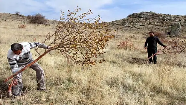 600 Meyve Ağacı'na Saldırı 