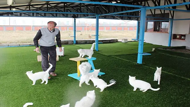 Van Kedileri Erken Doğum Yaptı