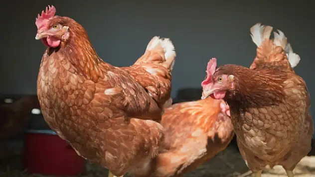 Kiralık tavuk dönemi başladı