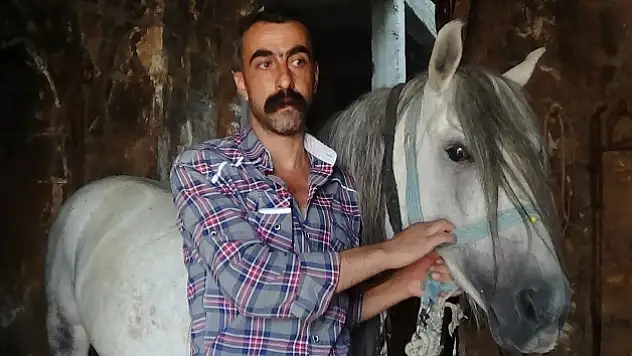 Rahvan atlarının nesli tehlikede!