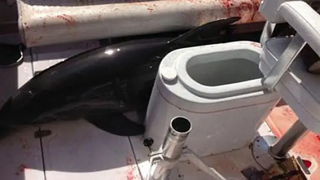 Tekneye zıplayan yunus dehşet saçtı