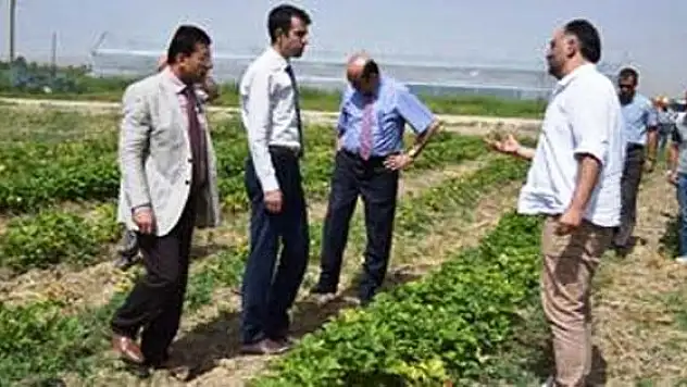 Vanda Sebze Üretimi Çalışmaları